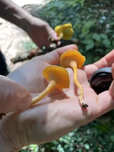 Peach Chanterelle (Cantharellus persicinus), photo