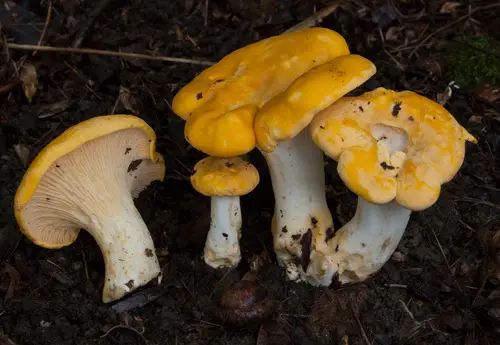 Ghost Chanterelle (Cantharellus phasmatis), photo