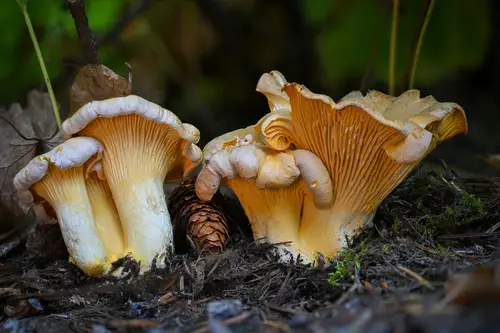 Rainbow Chanterelle (Cantharellus roseocanus), photo