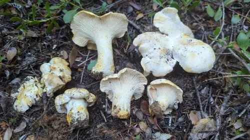 White Chanterelle (Cantharellus subalbidus), photo