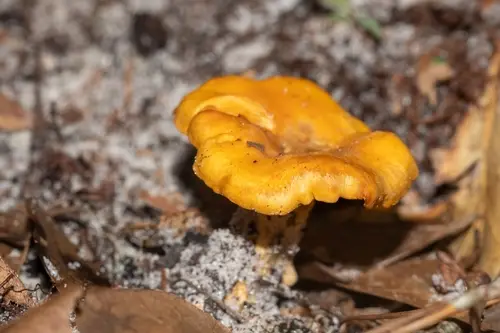 Cantharellus tenuithrix (Cantharellus tenuithrix), photo