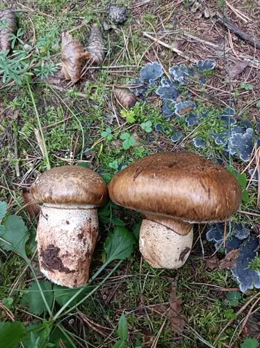 Imperial Mushroom (Catathelasma imperiale), photo