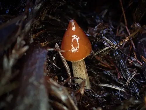 Redwood Rooter (Caulorhiza umbonata), photo