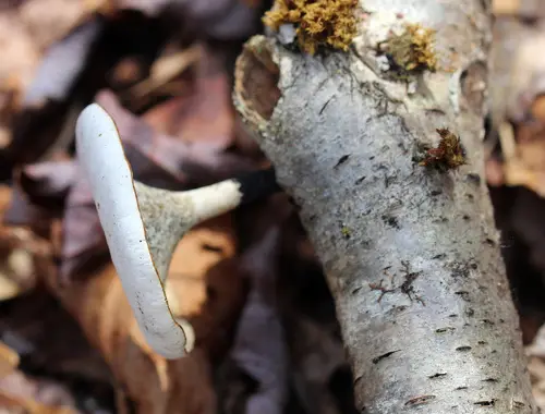 Blackfoot Polypore (Cerioporus leptocephalus), photo