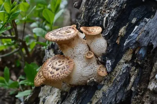 Dryad's Saddle (Cerioporus squamosus), photo
