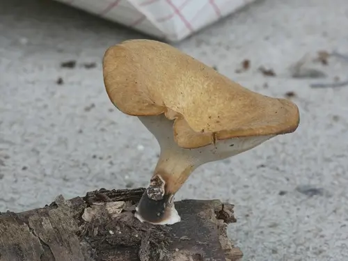 Elegant Polypore (Cerioporus varius), photo