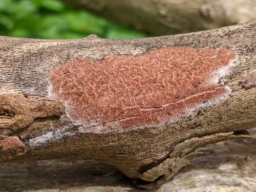 Ceriporia purpurea (Ceriporia purpurea), photo