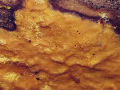 Ceriporia spissa (Ceriporia spissa), photo
