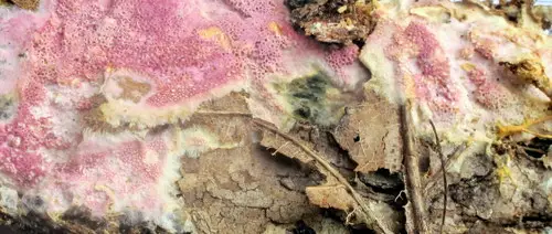 Mauve Waxpore (Ceriporia tarda), photo