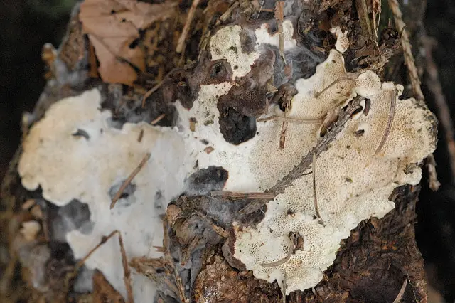 Ceriporiopsis mucida (Ceriporiopsis mucida), photo