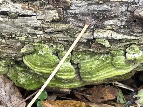 Mossy Maze Polypore (Cerrena unicolor), photo