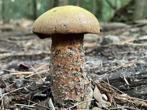 Chalciporus hemichrysus (Chalciporus hemichrysus), photo