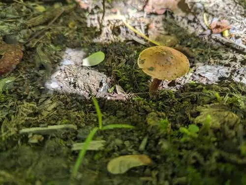 Chalciporus piperatoides (Chalciporus piperatoides), photo