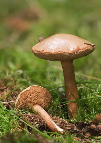 Peppery Bolete (Chalciporus piperatus), photo