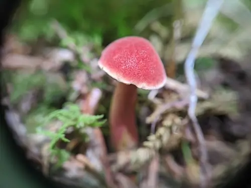 Chalciporus rubinellus (Chalciporus rubinellus), photo
