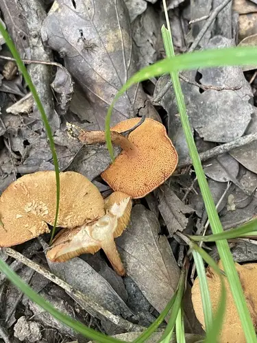 Chalciporus rubritubifer (Chalciporus rubritubifer), photo
