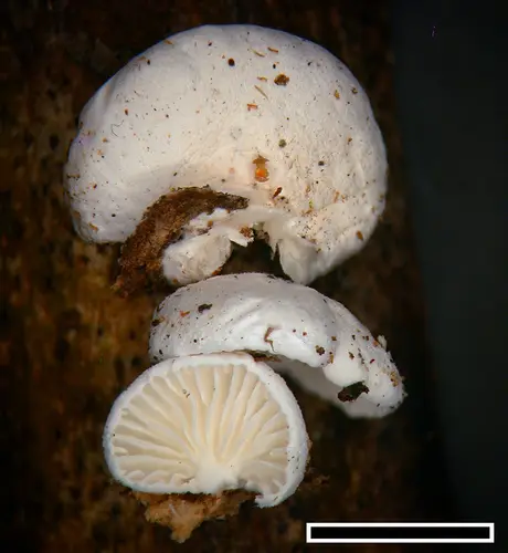 Cheimonophyllum haedinum (Cheimonophyllum haedinum), photo
