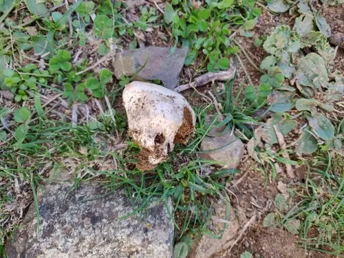 Puffball Parasol (Chlorophyllum agaricoides), photo