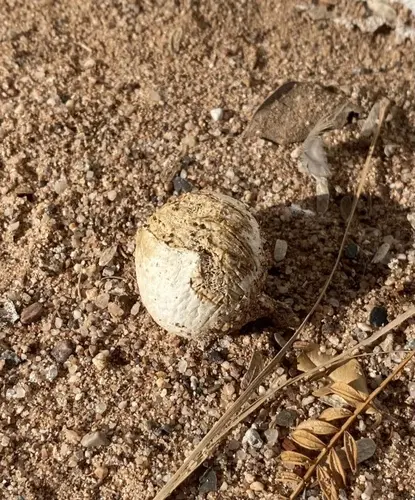 Chlorophyllum arizonicum (Chlorophyllum arizonicum), photo