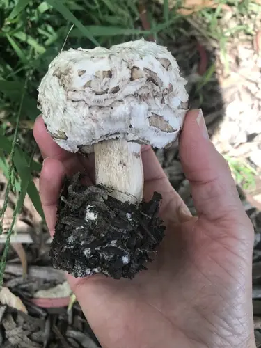 Brown Parasol (Chlorophyllum brunneum), photo