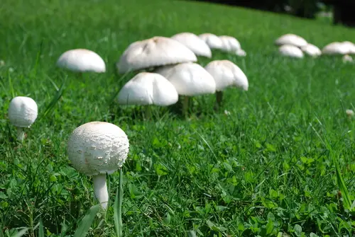 False Parasol (Chlorophyllum molybdites), photo