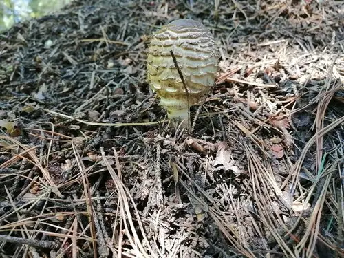 Conifer Parasol (Chlorophyllum olivieri), photo
