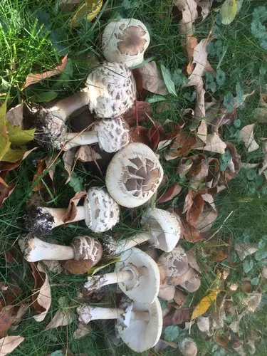 Shaggy Parasol (Chlorophyllum rhacodes), photo