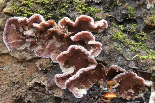 Silver Leaf Disease (Chondrostereum purpureum), photo