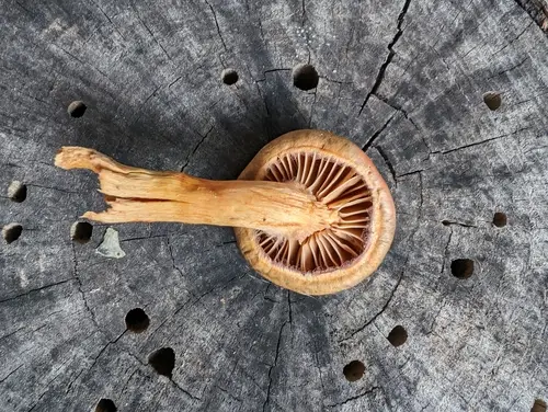 Olive Pine Spike (Chroogomphus ochraceus), photo