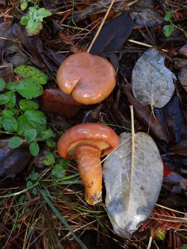 Giant Pine Spike (Chroogomphus pseudovinicolor), photo
