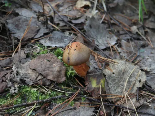 Brownish Chroogomphus (Chroogomphus rutilus), photo