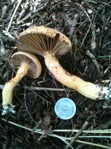 Woolly Pine Spike (Chroogomphus tomentosus), photo