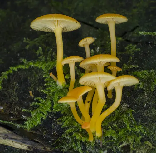 Orange Chrysomphalina (Chrysomphalina aurantiaca), photo