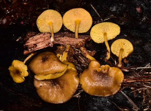 False Yellowfoot (Chrysomphalina chrysophylla), photo