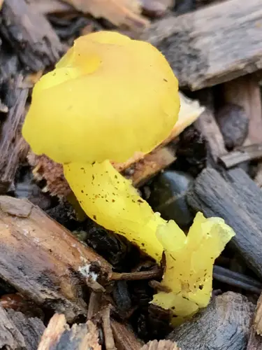 Green Navel (Chrysomphalina grossula), photo