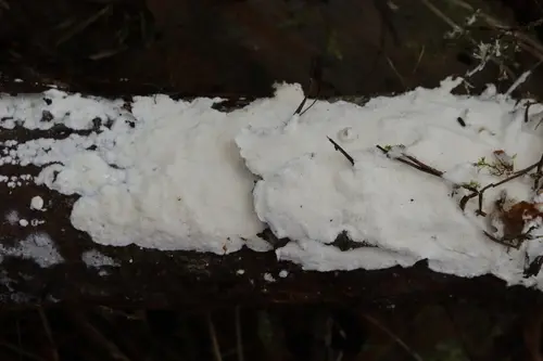 Cinereomyces lindbladii (Cinereomyces lindbladii), photo