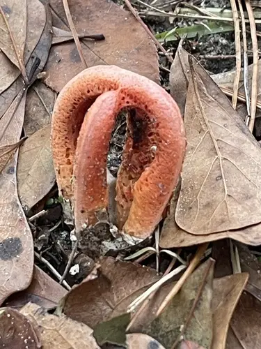 Column Stinkhorn (Clathrus columnatus), photo