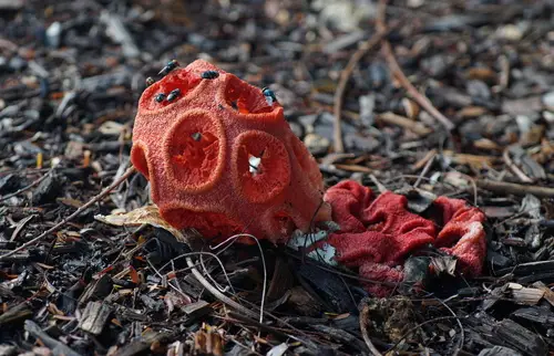 Cage Stinkhorn, Caribbean Stinkhorn, Red Cage Stinkhorn (Clathrus crispus), photo