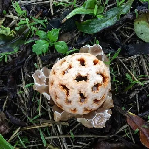 Red Cage (Clathrus ruber), photo