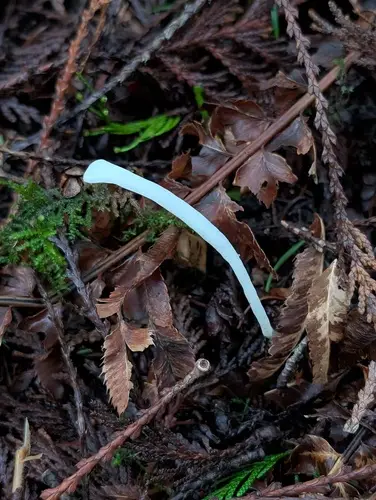 Clavaria falcata (Clavaria falcata), photo