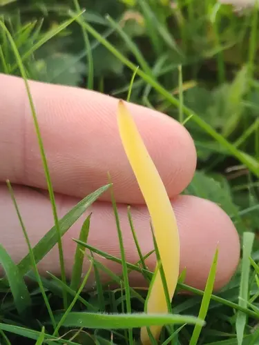 Straw Club (Clavaria flavipes), photo
