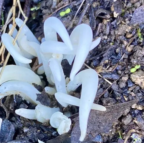 White Spindles (Clavaria fragilis), photo