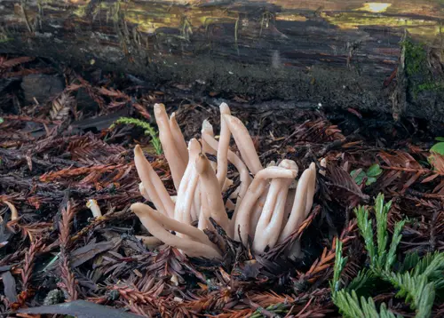 Smoky Spindles (Clavaria fumosa), photo