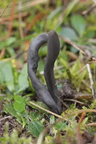 Dark Club (Clavaria greletii), photo