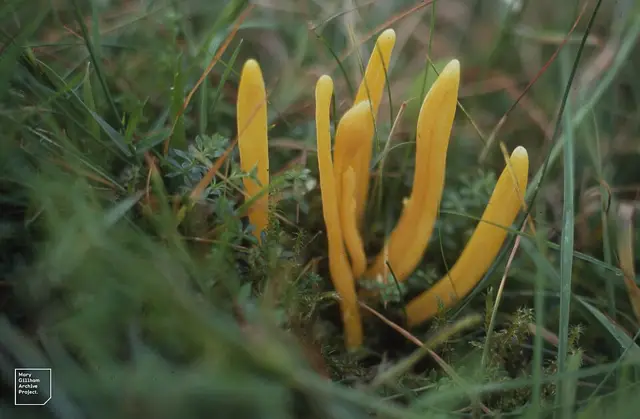 Clavaria inaequalis (Clavaria inaequalis), photo