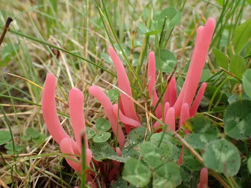 Rose Spindles (Clavaria rosea), photo