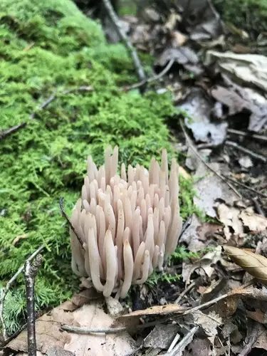 Clavaria rubicundula (Clavaria rubicundula), photo