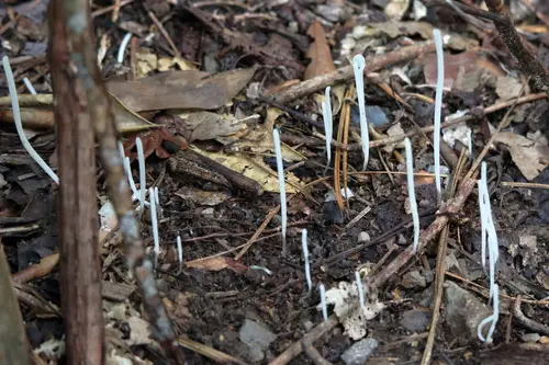 Clavaria subfalcata (Clavaria subfalcata), photo