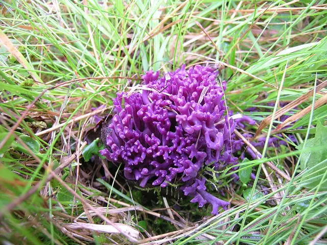 Violaceous Fairy Club (Clavaria zollingeri), photo