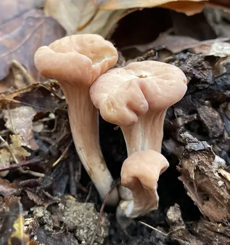 Clavariadelphus americanus (Clavariadelphus americanus), photo
